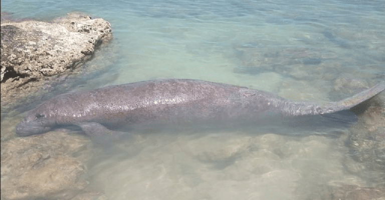 #Carmen #Atasta puede convertirse en santuario del&nbsp;Manatí