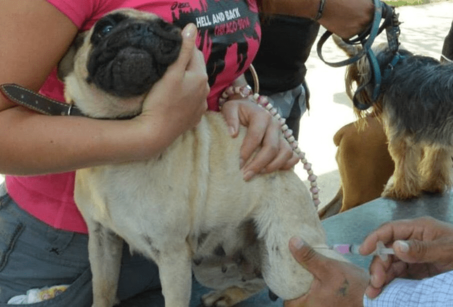 #Campeche Alerta por casos de&nbsp;rabia