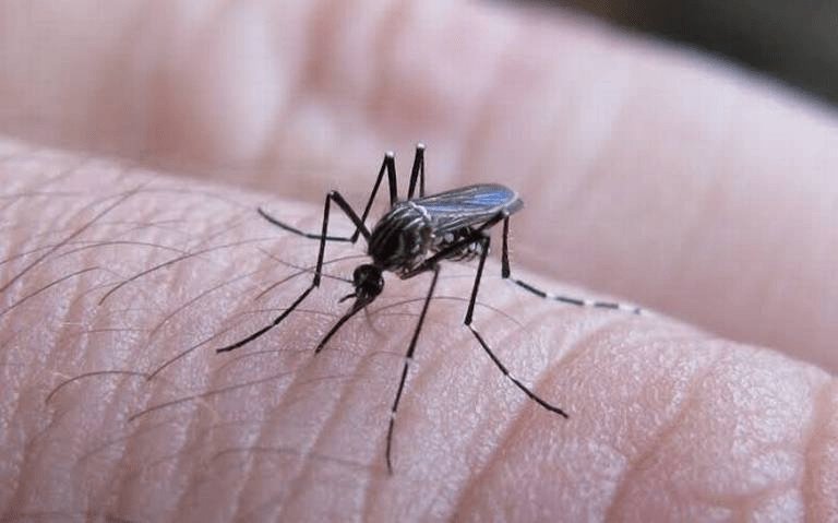 #Chiapas con mayor número de brote de dengue en el&nbsp;país