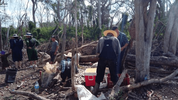#Campeche Acusan  menonitas por deforestar terrenos&nbsp;ejidales