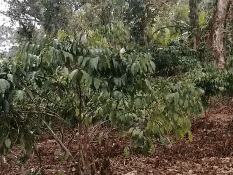 #Chiapas Declaratoria de&nbsp;desastre