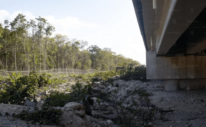 #QuintanaRoo Malla alrededor del tramo 5 Sur del #TrenMaya afecta a la&nbsp;fauna