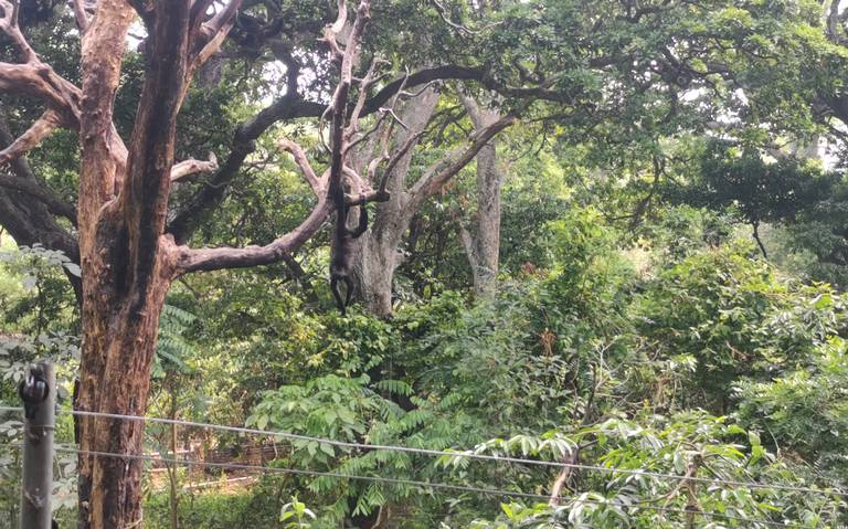 #Chiapas Mueren 32 monos: autoridades investigan posibles causas del&nbsp;deceso