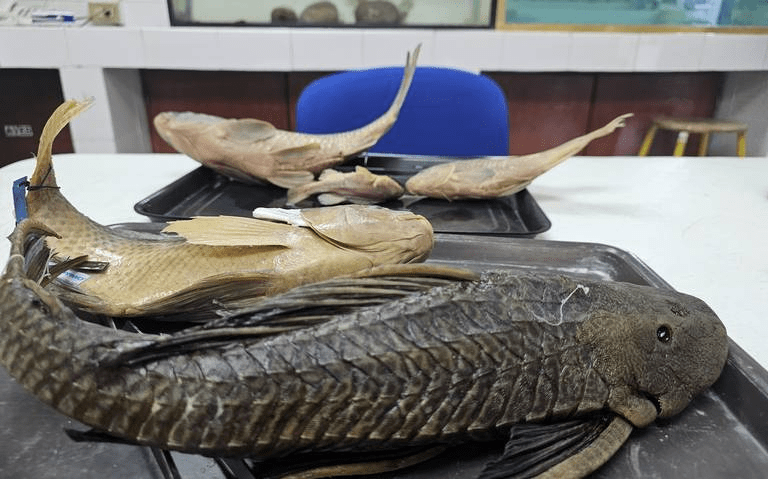 #Chiapas Biodiversidad afectada por más de 300 especies&nbsp;invasoras