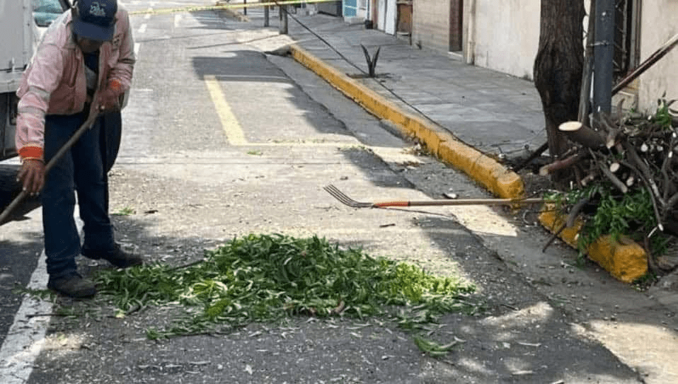 #Veracruz Se reciben hasta 50 solicitudes al mes para derribar&nbsp;árboles