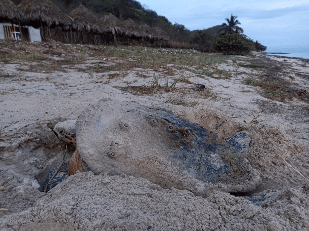 #Campeche Arriban más&nbsp;tortugas