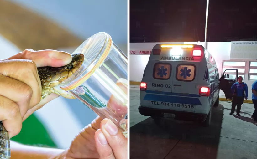 #QuintanaRoo Mordedura de ‘Cuatro Narices’ causa emergencia&nbsp;médica