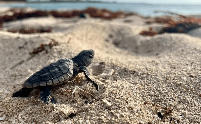 #QuintanaRoo Se registra el primer nacimiento de tortugas caguama; reportan 106 crías en&nbsp;#Mahahual