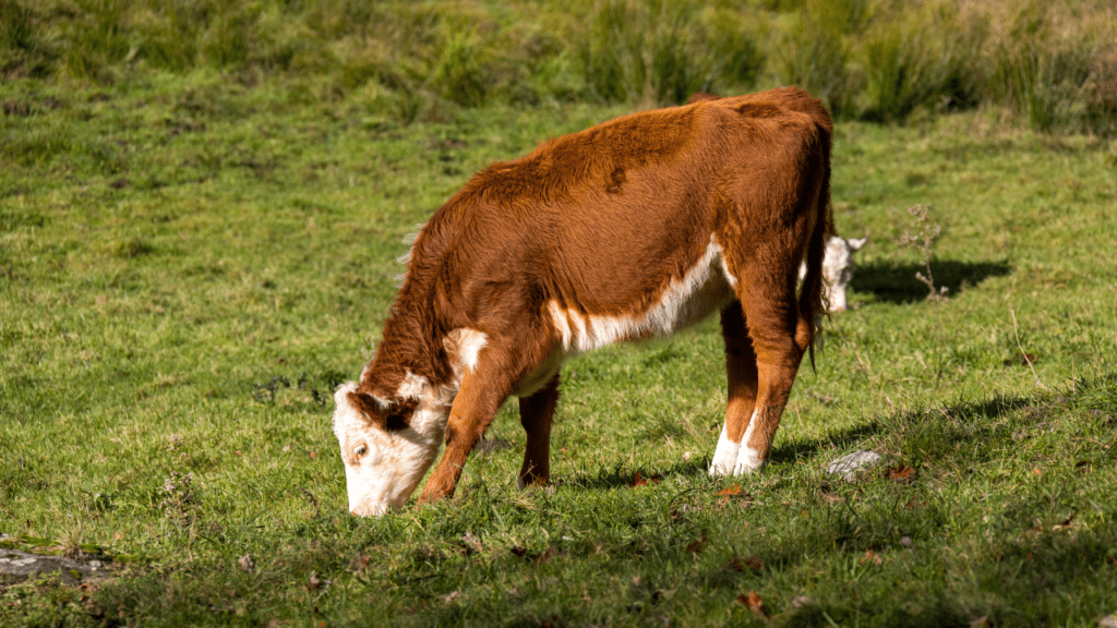 #Campeche Peligra la Existencia de los Bovinos Criollos en&nbsp;#Nunkiní