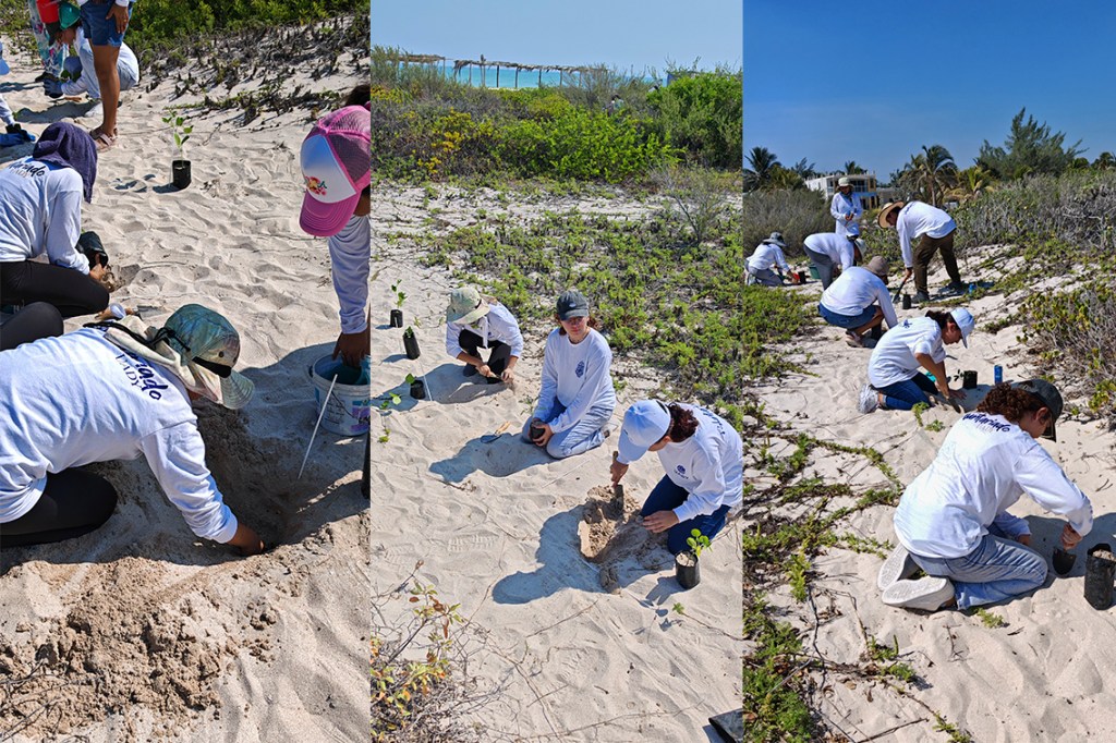 #Yucatán Estudiantes #UADY realizan acciones a favor del medio ambiente en la costa&nbsp;yucateca