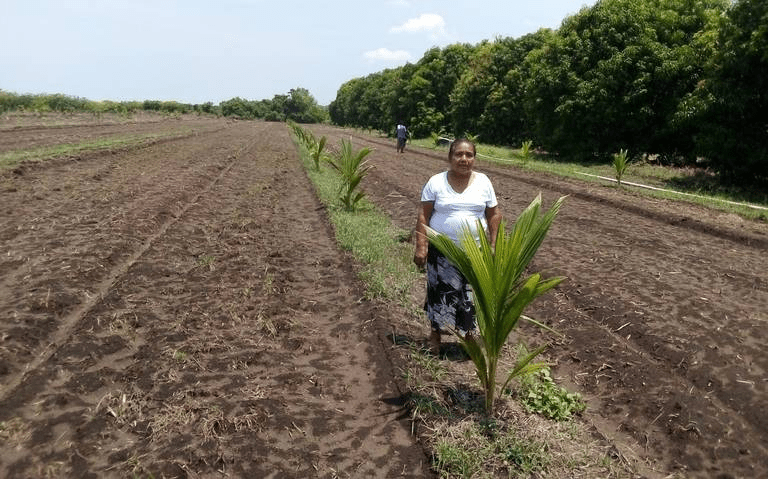 #Chiapas, 250,000 campesinas trabajan la tierra solas para garantizar&nbsp;alimentos