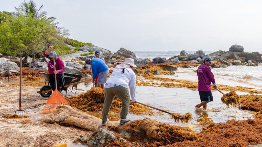 #QuintanaRoo En Tulum contratarán a más personas para recolectar sargazo; anticipan incremento de&nbsp;recales