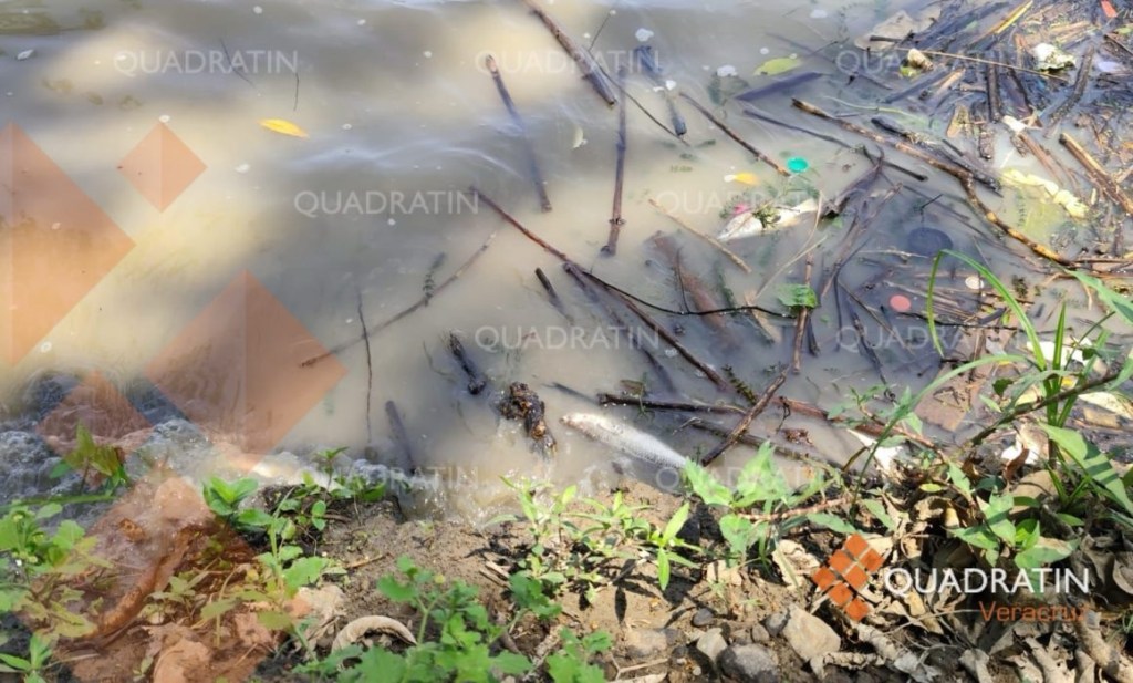 #Veracruz Mortandad de peces en Tamaulipas-Veracruz por inestabilidad en&nbsp;salinidad