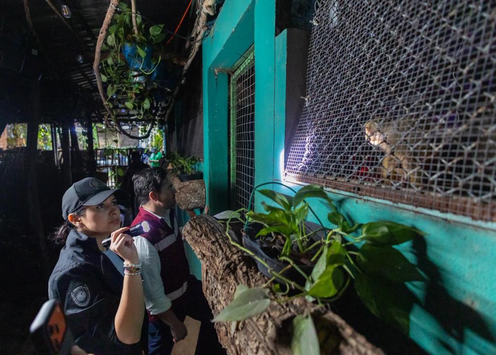 #QuintanaRoo Durante cateo en la Quinta Avenida de Playa del Carmen rescatan a 16 animales&nbsp;exóticos