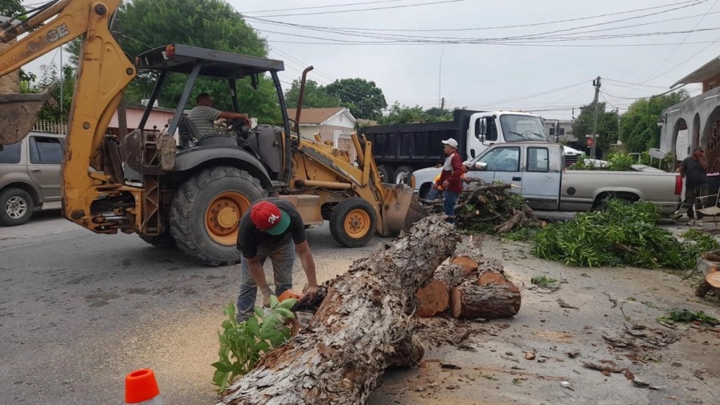 #Tamaulipas Tormentas derriban al menos 100 árboles en Nuevo Laredo en tres días