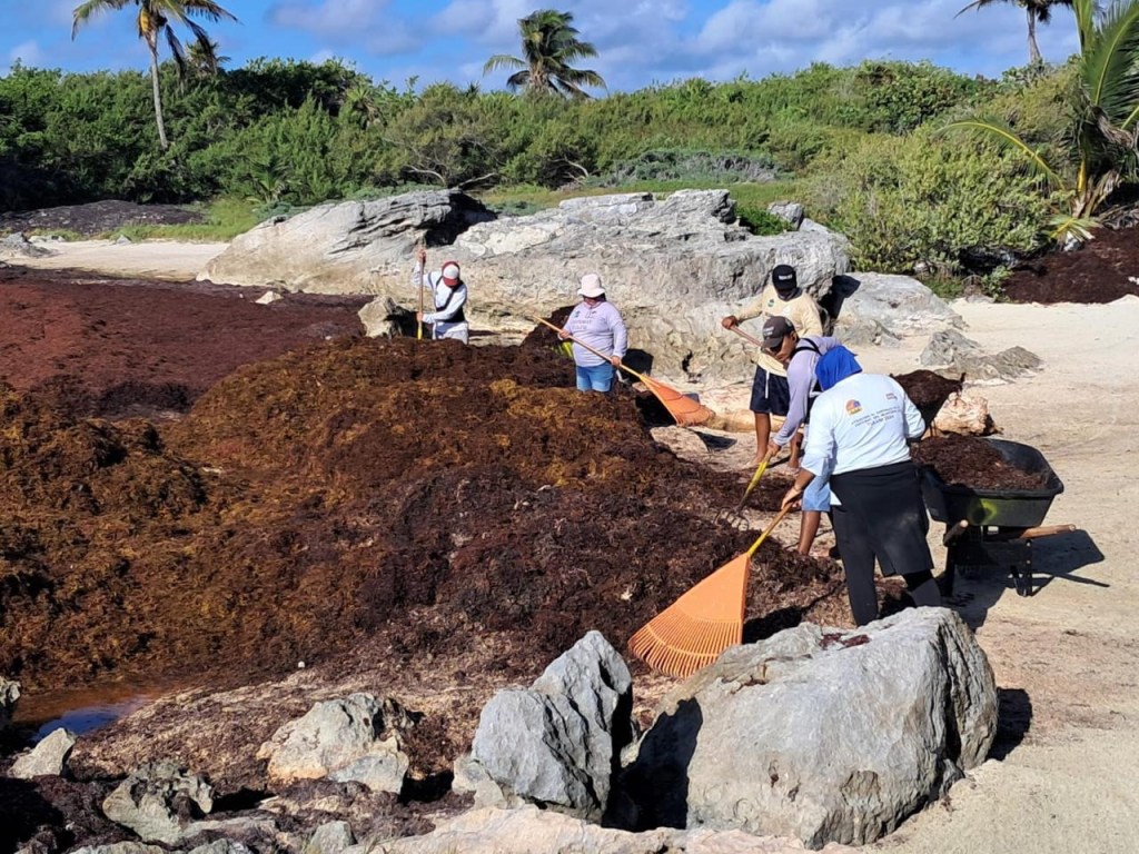 #QuintanaRoo Semar destina 70 elementos más para recolección de sargazo en Tulum