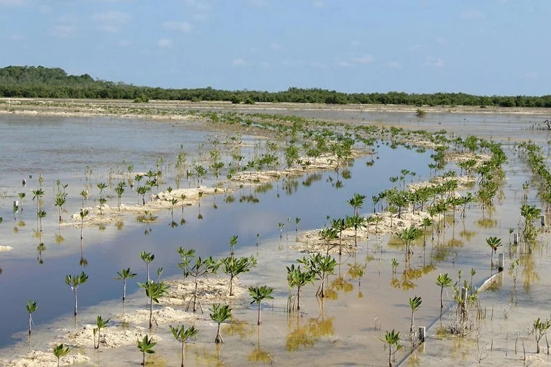 #Campeche Alarman daños en manglares de Ciudad del Carmen; más del 45 por ciento presenta afectaciones