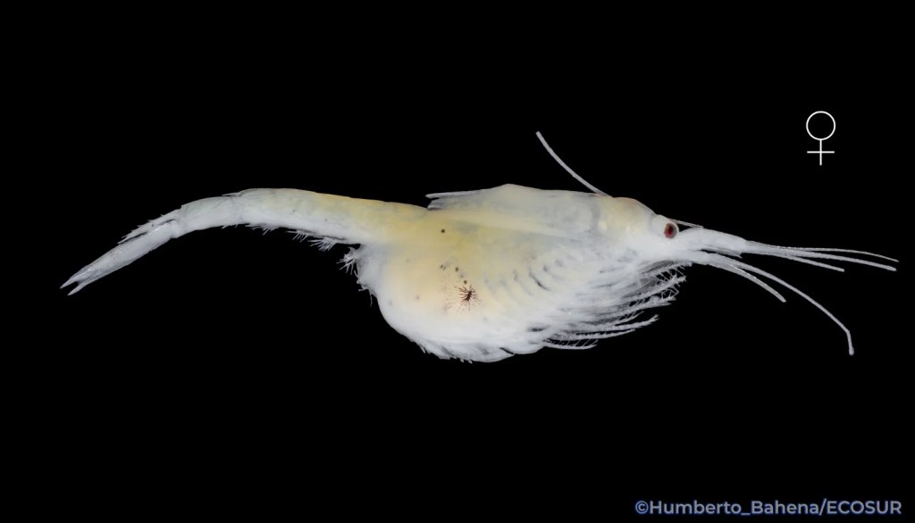 #QuintanaRoo Descubren especie microendémica del Caribe Mexicano: ‘Mayamysis bacalarensis’