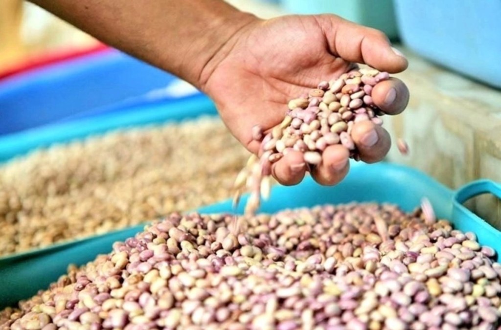 #Durango Productores de frijol protestan en Durango; exigen reanudar acopio del&nbsp;grano