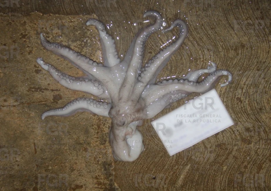 #Yucatan Vinculan a proceso a dos detenidos con más de 460 kilos de pulpo maya en&nbsp;Yucatán