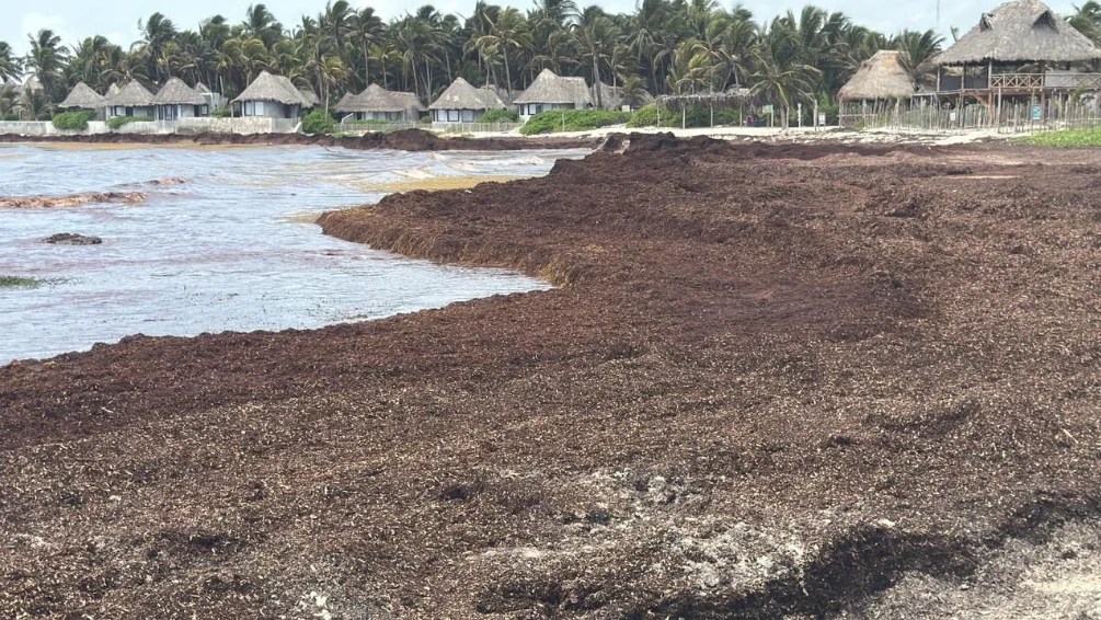 #QuintanaRoo En Tulum, solicitan se declare una emergencia ambiental por el&nbsp;sargazo