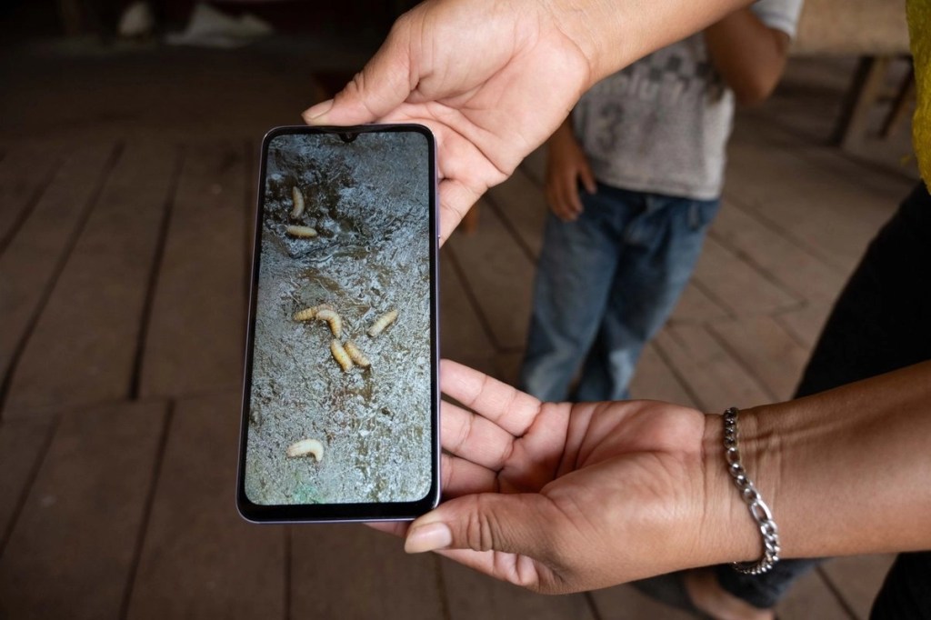 #Campeche Alertan en Puebla por alza en casos de personas infectadas de&nbsp;miasis