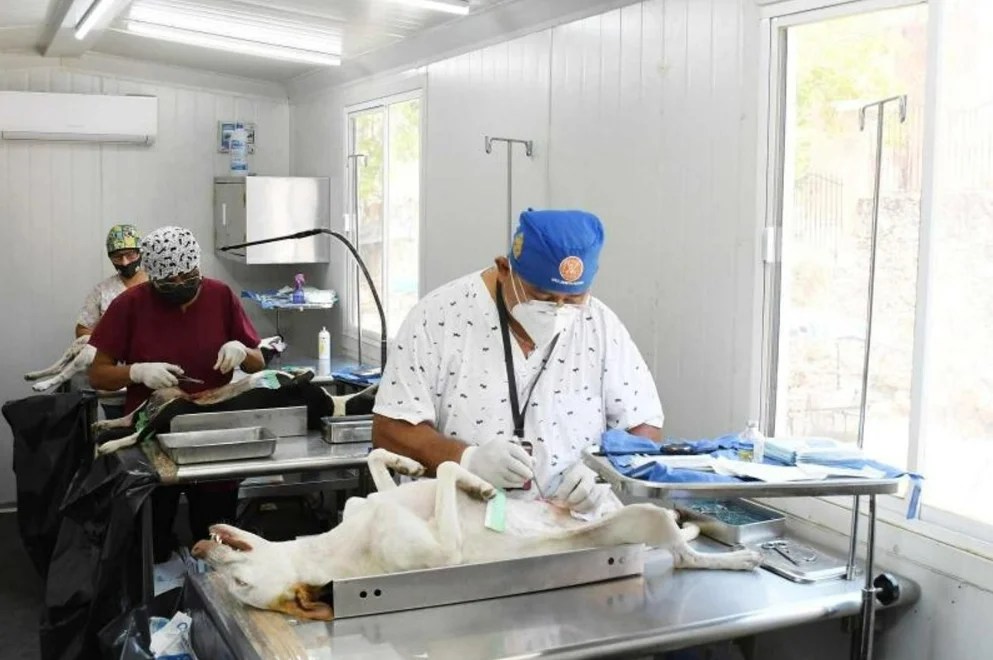 #Yucatán consolida más de dos décadas sin rabia humana, pero alerta por abandono de mascotas