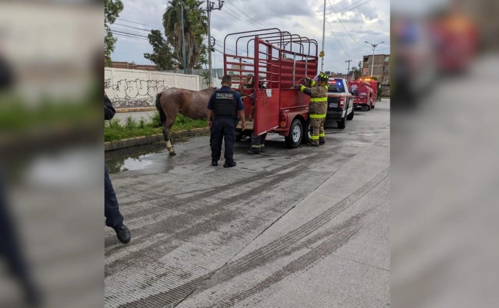 #EdoMex Yegua víctima de maltrato animal se desvanece y fue salvada; su propietario está&nbsp;detenido