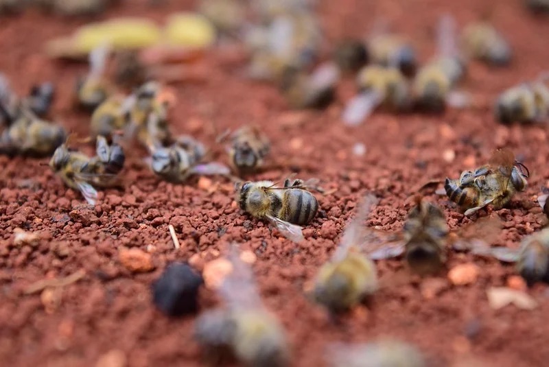 #Campeche Comisión especial del Poder Legislativo de Campeche participa en investigación de mortandad de abejas