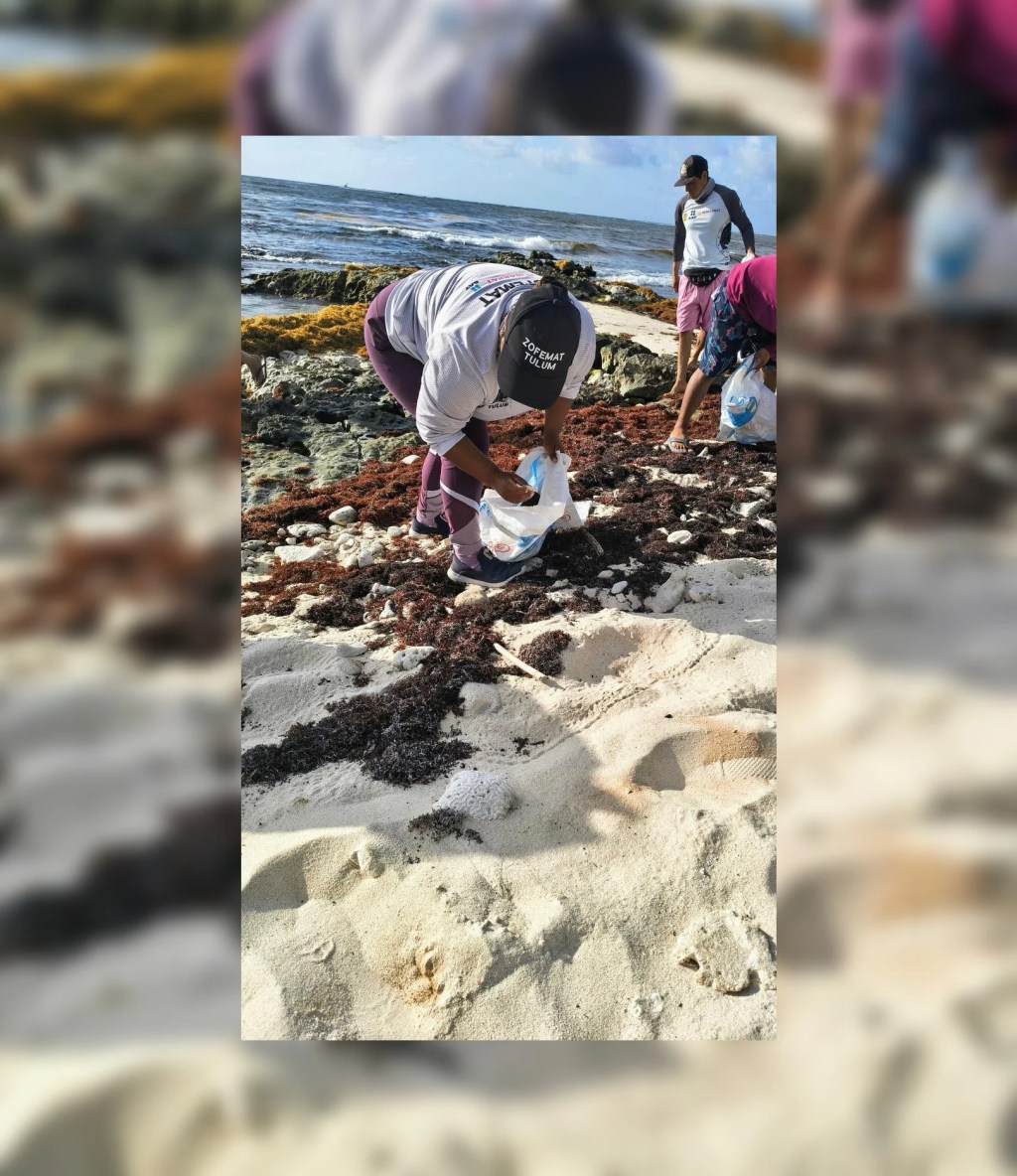 #QuintanaRoo Realizarán dos jornadas de limpieza de playas en&nbsp;Tulum