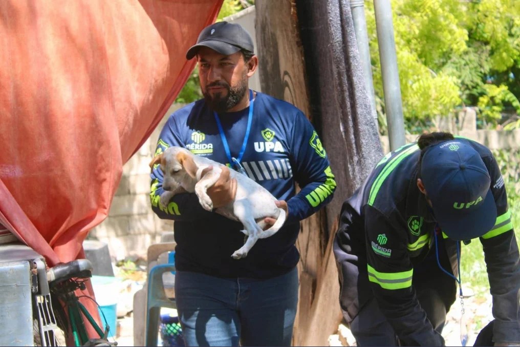 #Yucatan Ayuntamiento de Mérida supera la atención de más de mil 300 reportes de maltrato animal en lo que va del&nbsp;año