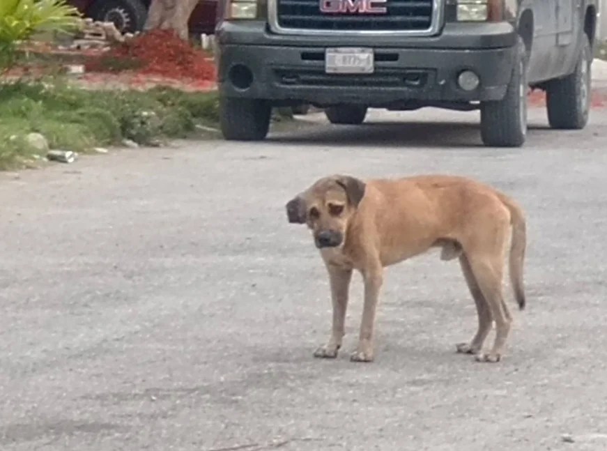 #QuintanaRoo En Cancún, monitorean aparición de parásitos en mascotas