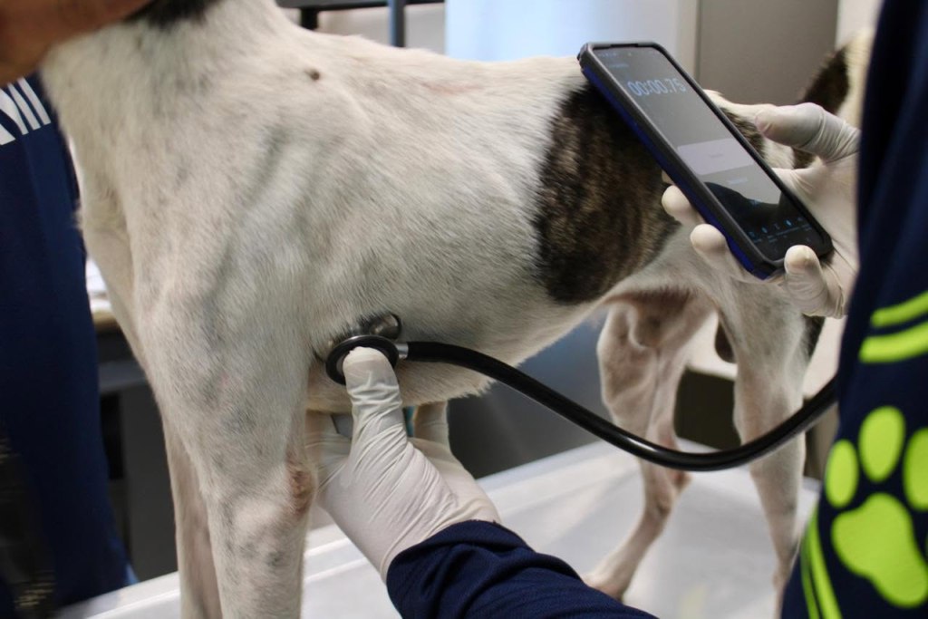 #Yucatan Mega Operativo del Ayuntamiento de Mérida rescata a siete perros que sufrían&nbsp;maltrato