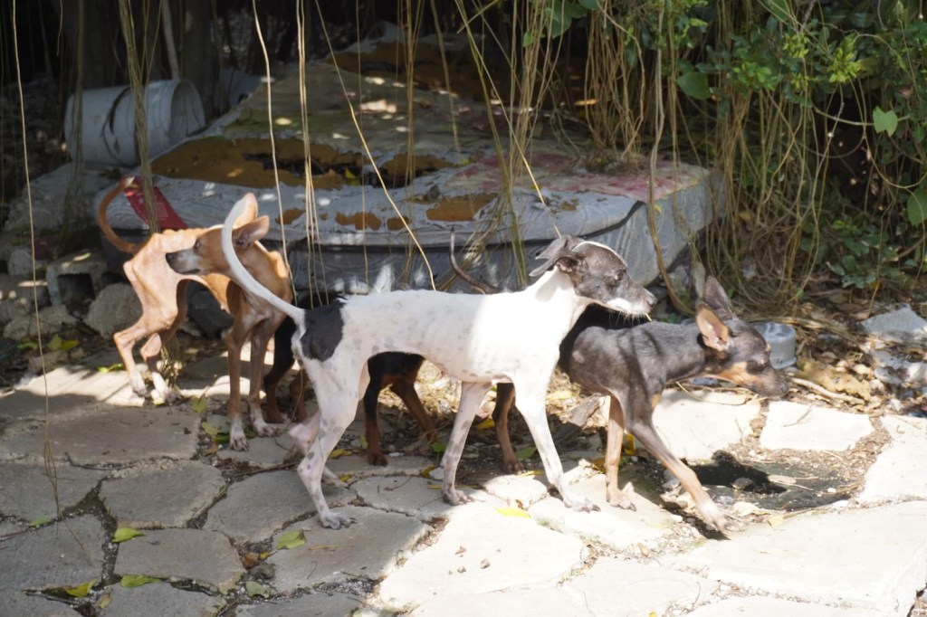 #Yucatan Rescatan a 48 perros en un predio de San Sebastián en el Centro de Mérida: Fotos