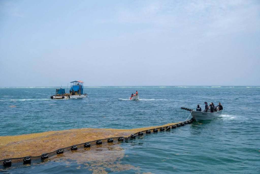 #QuintanaRoo En 15 días el Gobierno de México presentará la estrategia contra el sargazo