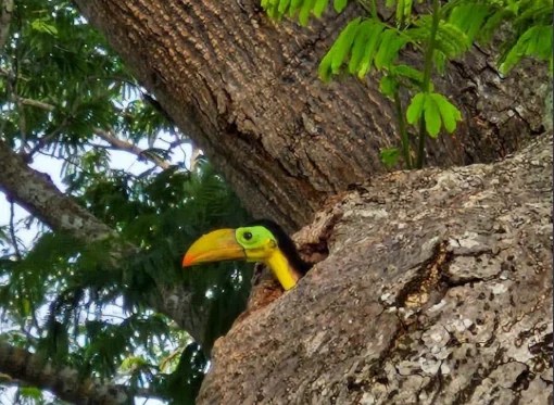 #Campeche Reportan nacimientos de tucanes en parque de Champotón