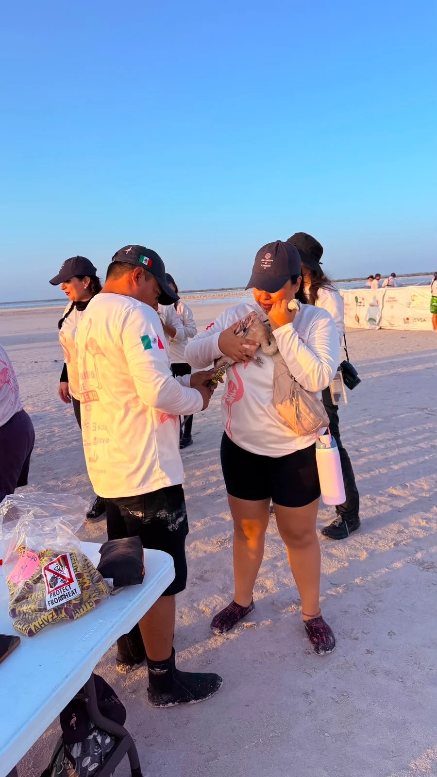 #Yucatan Anillan 425 ejemplares de flamenco en la Reserva de la Biosfera Ría Lagartos