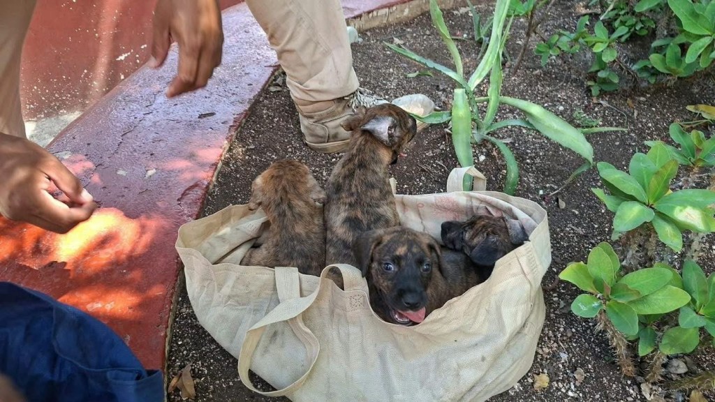 #QuintanaRoo Rescatan a cuatro perros y cinco gatos recién nacidos abandonados dentro de bolsas en&nbsp;Tulum
