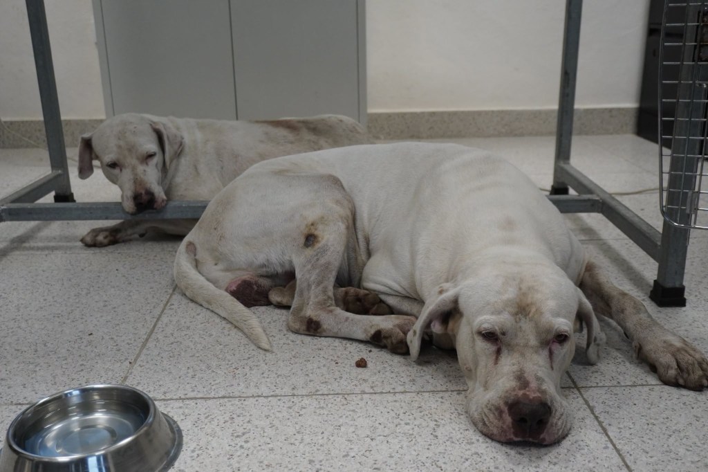 #Yucatan Aseguran a perros que lesionaron a mujer de la tercera edad en la Bojórquez,&nbsp;Mérida