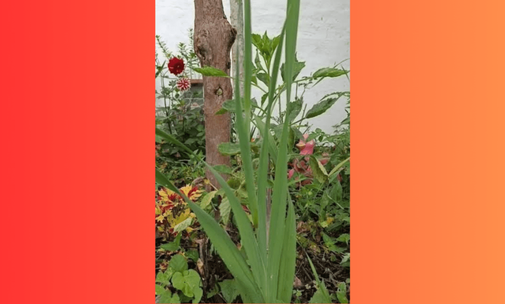 #Veracruz Amenazan plagas y hongos producción de gladiola en zona&nbsp;centro