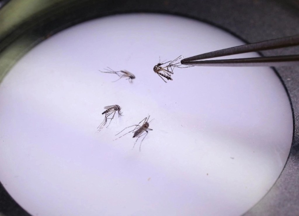 #Nayarit acumula 114 casos y dos muertes por dengue en lo que va del año, informa Ruiz Huerta