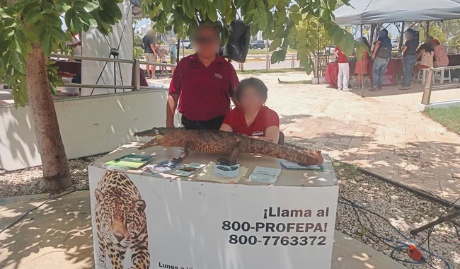 #Campeche Llevan a cabo el »Croco-Fest» en Campeche