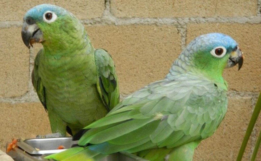 #Yucatan Pirotecnia del Grito ahuyenta a loros del santuario natural de la Plaza Grande de&nbsp;Mérida