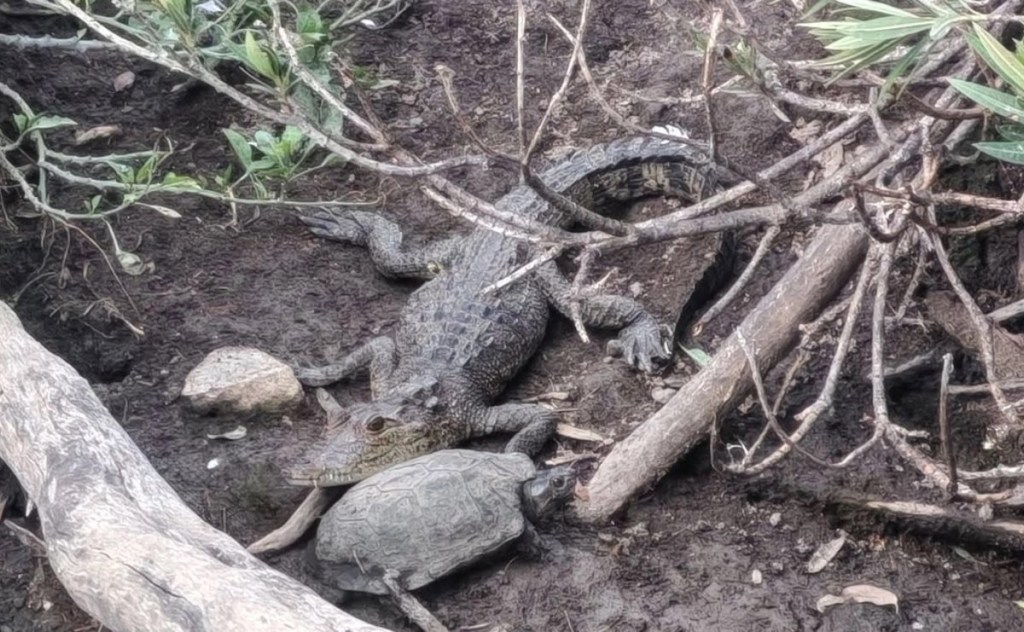 #Puebla Reportan de nuevo cocodrilo en San Baltazar; el de Valsequillo sigue sin&nbsp;aparecer