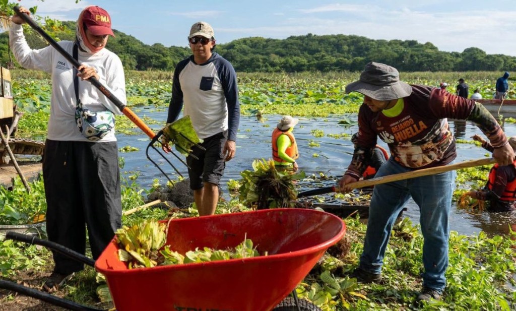 #Veracruz Inicia Sedema jornadas de limpieza en la Laguna de San Julián