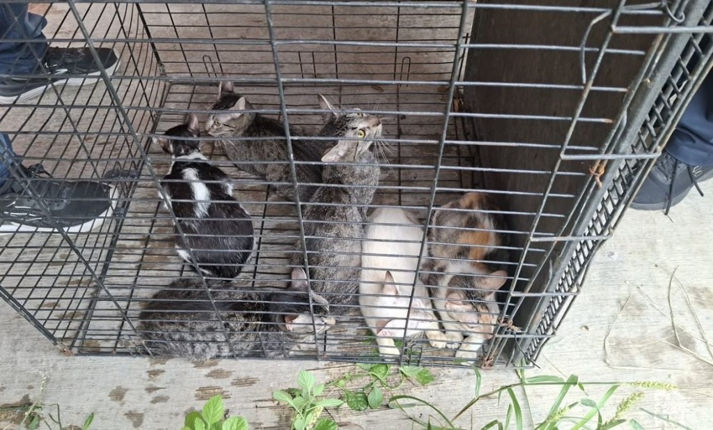 #Veracruz Rescata Ayuntamiento de Veracruz 6 gatos en Lomas de Río Medio 4