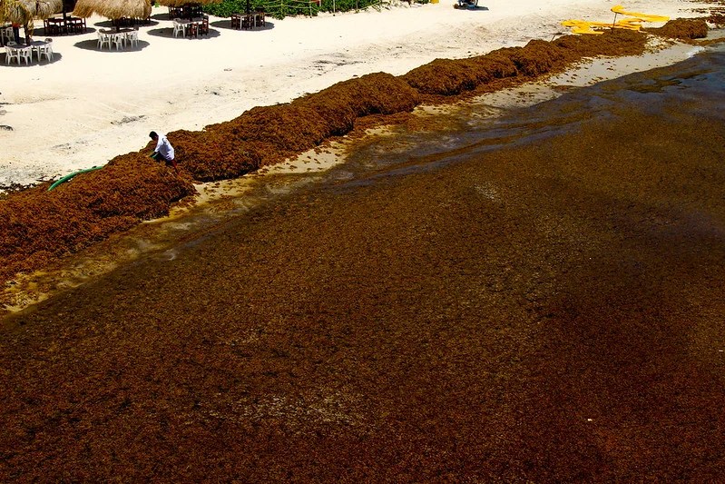 #QuintanaRoo Comparte con 30 países estrategias para enfrentar el sargazo