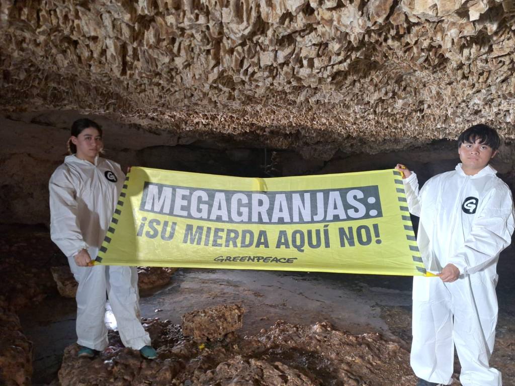 #Yucatan Desde un cenote, Greenpeace se manifesta contra granjas porcícolas en Yucatán: Fotos