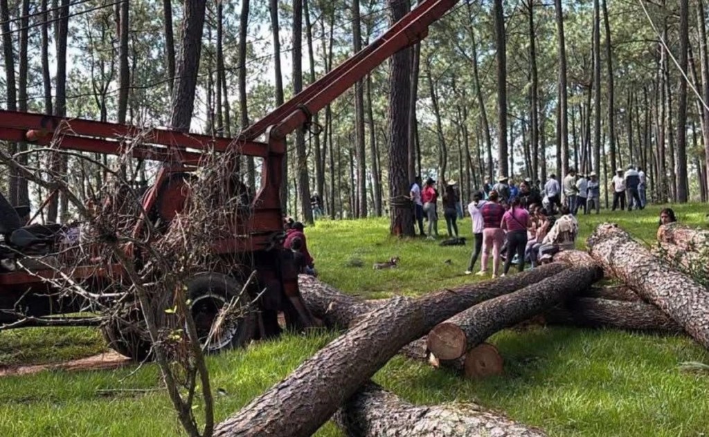 #Michoacan Acusan a ejidatarios de Tecario, Michoacán, de iniciar tala de mil pinos de bosque
