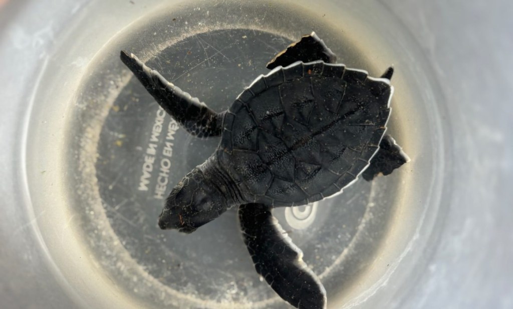 #Veracruz Canalizan en Coatza cría de tortuga marina para atención especializada